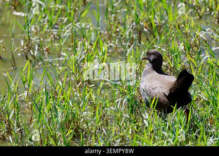 Schwarzschwanznativehen Tribonyx ventralis. Gum Swamp Wildlife Refuge. New South Wales. Australien. Stockfoto