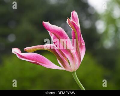 Eine Viridiflora-Tulpe, in Kew Gardens Stockfoto