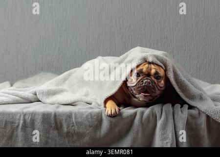 Lustige französische Bulldogge, die unter grauer Decke im Bett auf einer grauen Wand liegt. Kopierbereich. Stockfoto