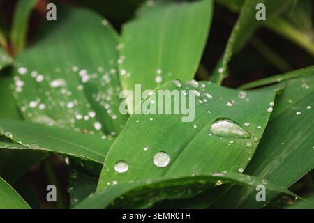 Grünes Laub mit Tau, detaillierte Darstellung der Lilie der Talblätter und Wassertropfen in natürlichem Licht, Nahaufnahme von üppigem Tulpenlaub bedeckt mit Tau Stockfoto