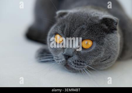 Graue britische Kurzhaarkatze liegt auf einem Sofa drinnen l Stockfoto