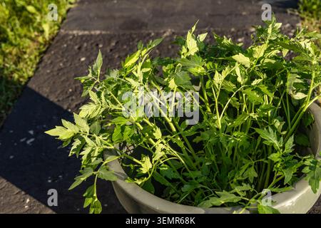 Junge Tomatensämlinge, die in einen Eimer gelegt werden, bevor sie in den Boden transplantiert werden. Das Bild zeigt die laufenden Gartenarbeiten, die Pflanzenpflege und die Vorbereitung Stockfoto