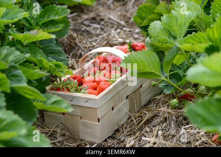 Ein Holzkorb gefüllt mit frischen, Reifen Erdbeeren, der zwischen Erdbeerpflanzen auf einem Feld steht Stockfoto