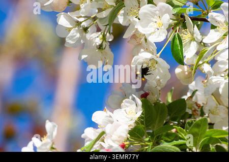 Eine kleine Heidehummel (Bombus jonellus) sammelt Pollen von einem Krabbenapfelbaum inmitten seiner Frühlingsblüte in Bedfordshire, England - Foto: Geopix/Bill Mitchell Stockfoto