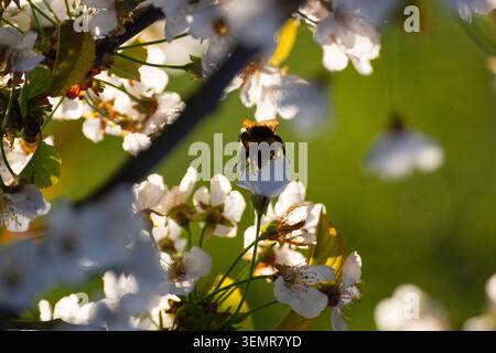 Eine kleine Heidehummel (Bombus jonellus) sammelt Pollen von einem Krabbenapfelbaum inmitten seiner Frühlingsblüte in Bedfordshire, England - Foto: Geopix/Bill Mitchell Stockfoto
