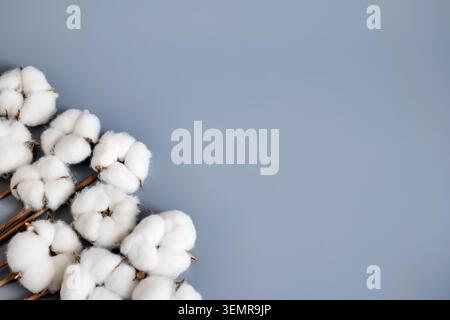 Baumwollbolle auf grauem Hintergrund Stockfoto