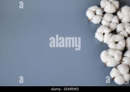 Baumwollbolle auf grauem Hintergrund Stockfoto