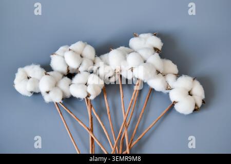Baumwollbolle auf grauem Hintergrund Stockfoto
