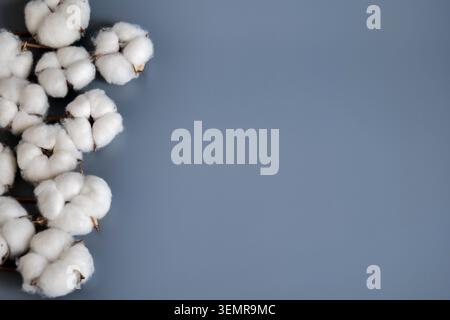 Baumwollbolle auf grauem Hintergrund Stockfoto