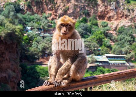 Berbermakaken (Macaca sylvanus) auf einem Zaun auf dem Weg zu den Ouzoud-Wasserfällen (Cascades d’Ouzoud) in der Provinz Azilal, Marokko, Nordafrika Stockfoto