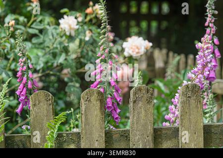 Lupin, Fingerhut und Rosen im Sommer im Garten Stockfoto