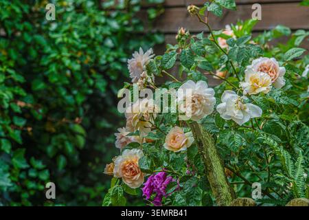 Pfirsichfarbene Blumenbunda-Rosen in Blüte Stockfoto