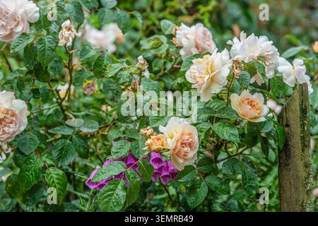 Pfirsichfarbene Blumenbunda-Rosen in Blüte Stockfoto