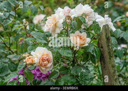 Pfirsichfarbene David Austin Rosen in Blüte Stockfoto
