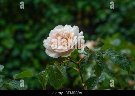 David Austin Rosenstrauch mit einer einzelnen rosa Blume Stockfoto