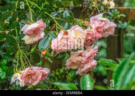 David Austin Rosenstrauch mit rosa Blumen Stockfoto