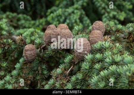 Eine Nahaufnahme mehrerer großer brauner Tannenzapfen, die auf den dichten grünen Zweigen eines Zedernbaums wachsen. Stockfoto