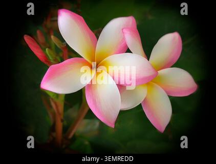 Plumeria, eine blühende Pflanze in der Familie Apocynaceae, ein Laubstrauch, auch bekannt als Frangipani, Andalusien, Spanien Stockfoto