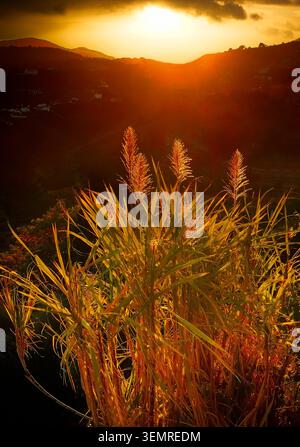 Elefantengras alias spanisches Schilf und Arundo Donax im campo von Frigiliana, Spanien Stockfoto