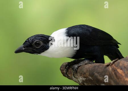Weißhalsmyna, Streptocitta albicollis torquata, Unterart mit dem vollständigen schwarzen Schnabel, der Nominat hat die Spitze gelb. Stockfoto