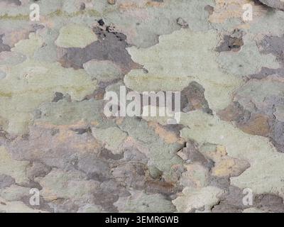 Nahaufnahme der abblätternden Sycamore- oder Plane-Baumrinde, die ein natürliches, organisches Tarnmuster in hellen Grün-, Grau- und Brauntönen offenbart. Stockfoto