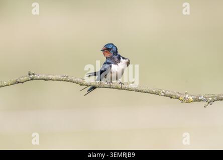 Die Scheunenschwalbe (Hirundo rustica), die gemeinsame Schwalbe Europas Stockfoto