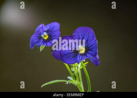 Buntes Blumenbeet im Siegener Schlossgarten in äußerster Nähe Stockfoto