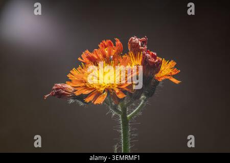 Buntes Blumenbeet im Siegener Schlossgarten in äußerster Nähe Stockfoto