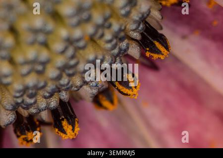Buntes Blumenbeet im Siegener Schlossgarten in äußerster Nähe Stockfoto