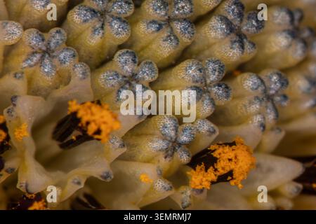Buntes Blumenbeet im Siegener Schlossgarten in äußerster Nähe Stockfoto