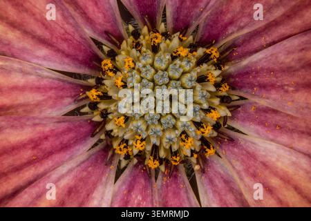 Buntes Blumenbeet im Siegener Schlossgarten in äußerster Nähe Stockfoto