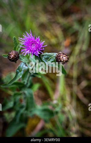 Eine lebendige Nahaufnahme einer violetten Distelblume, die inmitten von üppigem Grün blüht. Das Bild zeigt die komplizierten Details des Blütenblattes der Blume Stockfoto
