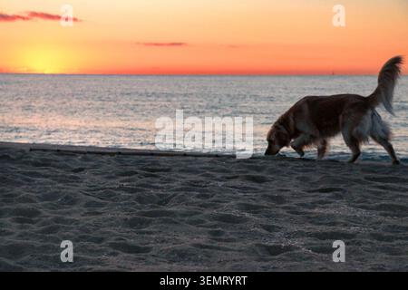 Golden Retriever, der bei Sonnenaufgang am Strand entlang spaziert, mit warmem orangefarbenem Himmel, ruhigem Meer und friedlicher Küstenatmosphäre. Stockfoto
