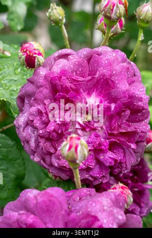 Rosengarten mit Champagner. Nahaufnahme einer farbenfrohen Kardinal Richelieu Rose mit Morgentau Stockfoto