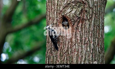 Tolle Spechte, die Küken füttern Stockfoto
