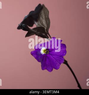 Ein Makrofoto einer leuchtenden violetten Blume mit einem markanten weiß-gelben Zentrum, vor einem soliden, gedämpften rosa Hintergrund. Stockfoto