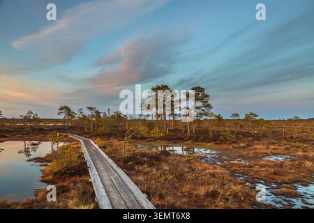 Hölzerne Promenade schlängelt sich durch eine ruhige Moorlandschaft mit kleinen Kiefern und reflektierendem Wasser unter einem farbenfrohen Sonnenuntergang Himmel. Soomaa National P Stockfoto