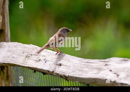 Dunnock-Prunella modularis auf einem Zaunpfosten mit Insekten in der Rechnung. Stockfoto