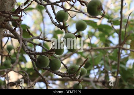 Nahaufnahme von grünen Früchten, die auf Ästen wachsen, mit natürlichem Laub und weichem, verschwommenem Hintergrund bei Tageslicht Stockfoto