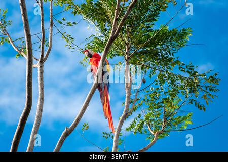 Scharlachroter Ara auf einem Baumzweig mit einem hellblauen Hintergrund in Costa Rica Stockfoto