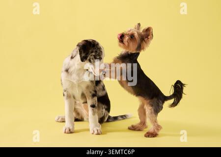 Hündchen und Yorkshire Terrier-Hunde spielen mit erhobenen Pfoten im Haus. Die helle Studioeinrichtung erzeugt dynamische Kompositionen für kommerzielle Haustierfotografien. Stockfoto