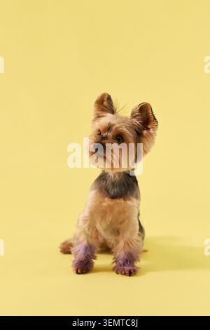 Ein Yorkshire Terrier-Hund sitzt in einem hellen Studio-Porträt. Seidiges Fell und gelber Hintergrund sorgen für eine fröhliche Atmosphäre für kommerzielle Haustierfotografie. Stockfoto