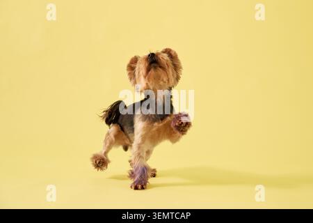 Ein Yorkshire Terrier-Hund steht aufrecht in einem farbenfrohen Studio. Hellgelber Hintergrund sorgt für eine fröhliche Atmosphäre für die kommerzielle Haustierfotografie. Stockfoto