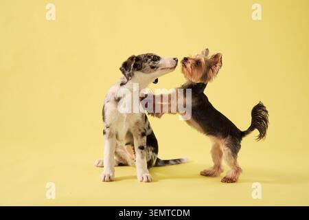 Hündchen und Yorkshire Terrier-Hund posieren mit verspielten Bewegungen in Studiobeleuchtung. Hellgelber Hintergrund sorgt für eine fröhliche Porträtatmosphäre. Stockfoto