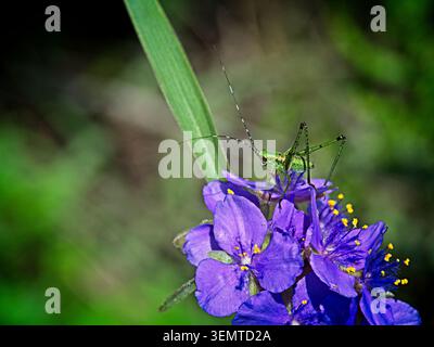 Detaillierte Makrofotografie einer grünen Katydid (Langhörner Grashüpfer), die auf leuchtend violetten Spinnenkraut (Tradescantia) Wildblumen mit hellem Gelb thront Stockfoto