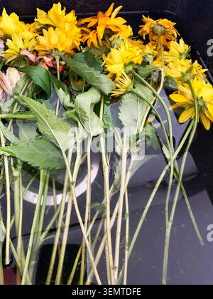 Saisonale Blumen werden in Wasser gelegt, um sie frisch zu halten. Dies geschieht vor der Durchführung von Vorkehrungen oder Vorführungen. Die Szene zeigt verschiedene Typen, die einsatzbereit sind. Stockfoto