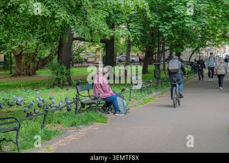 Ein reifes Ehepaar sitzt auf einer grünen Eisenbank in einem von Bäumen gesäumten öffentlichen Park in Krakau, Polen, umgeben von einer großen Schar von Tauben auf dem Gras. Ein Zykli Stockfoto
