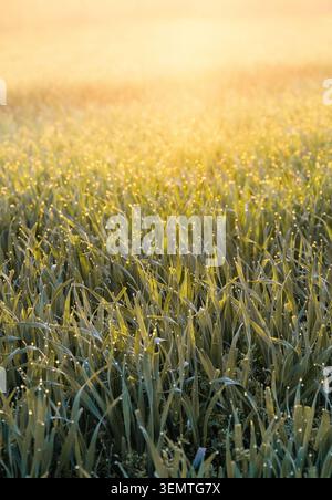 Grüne Grasklingen, bedeckt mit Tautropfen, die am frühen Morgen oder bei Sonnenaufgang mit goldenem Sonnenlicht leuchten Stockfoto