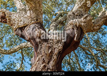 Aus nächster Nähe mit Blick auf den massiven Stamm und die sich ausbreitenden Äste einer Reifen Korkeiche (Quercus suber) im Bosco di Santo Pietro Nature res Stockfoto
