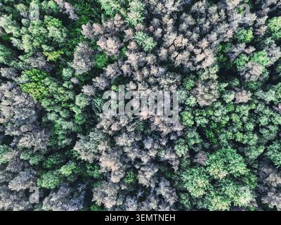 Drone von oben nach unten auf einen dichten grünen Kiefernwald in Estland Stockfoto